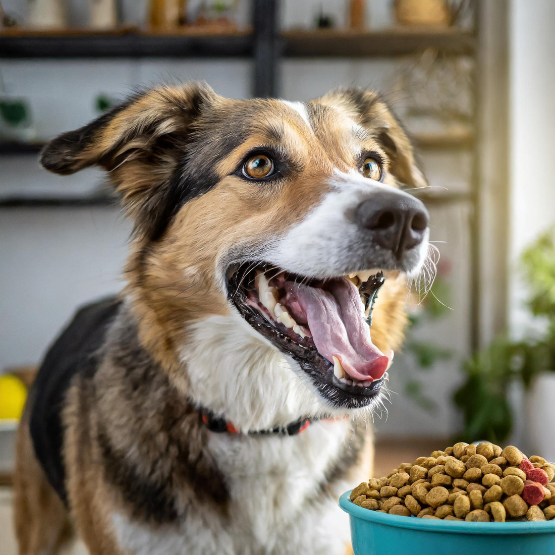 Hoe je om kan gaan met Resource Guarding-gedrag bij honden - Ruffy