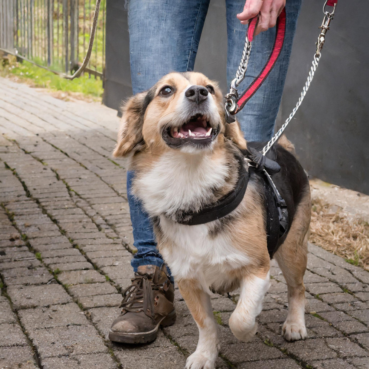 Tips voor het Omgaan met een reactieve hond tijdens het wandelen - Ruffy