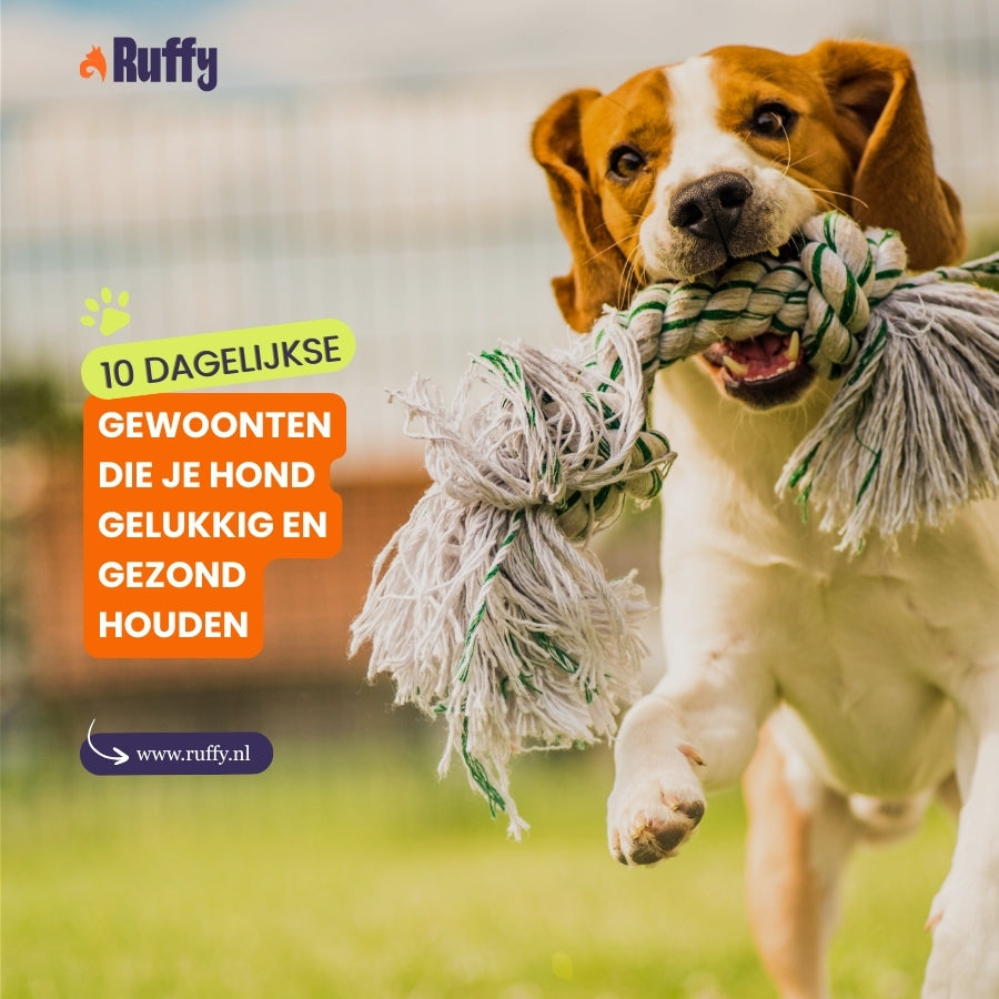 10 Dagelijkse Gewoonten Die Je Hond Gelukkig en Gezond Houden - Ruffy