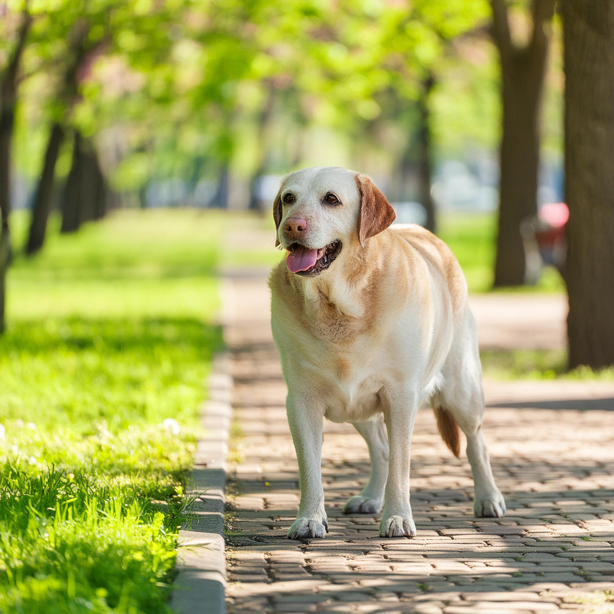 Arthritis in Dogs - Pain Relief and Care Tips
