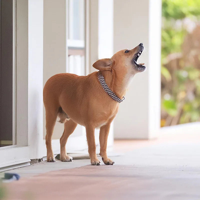 Honden Training - Ruffy