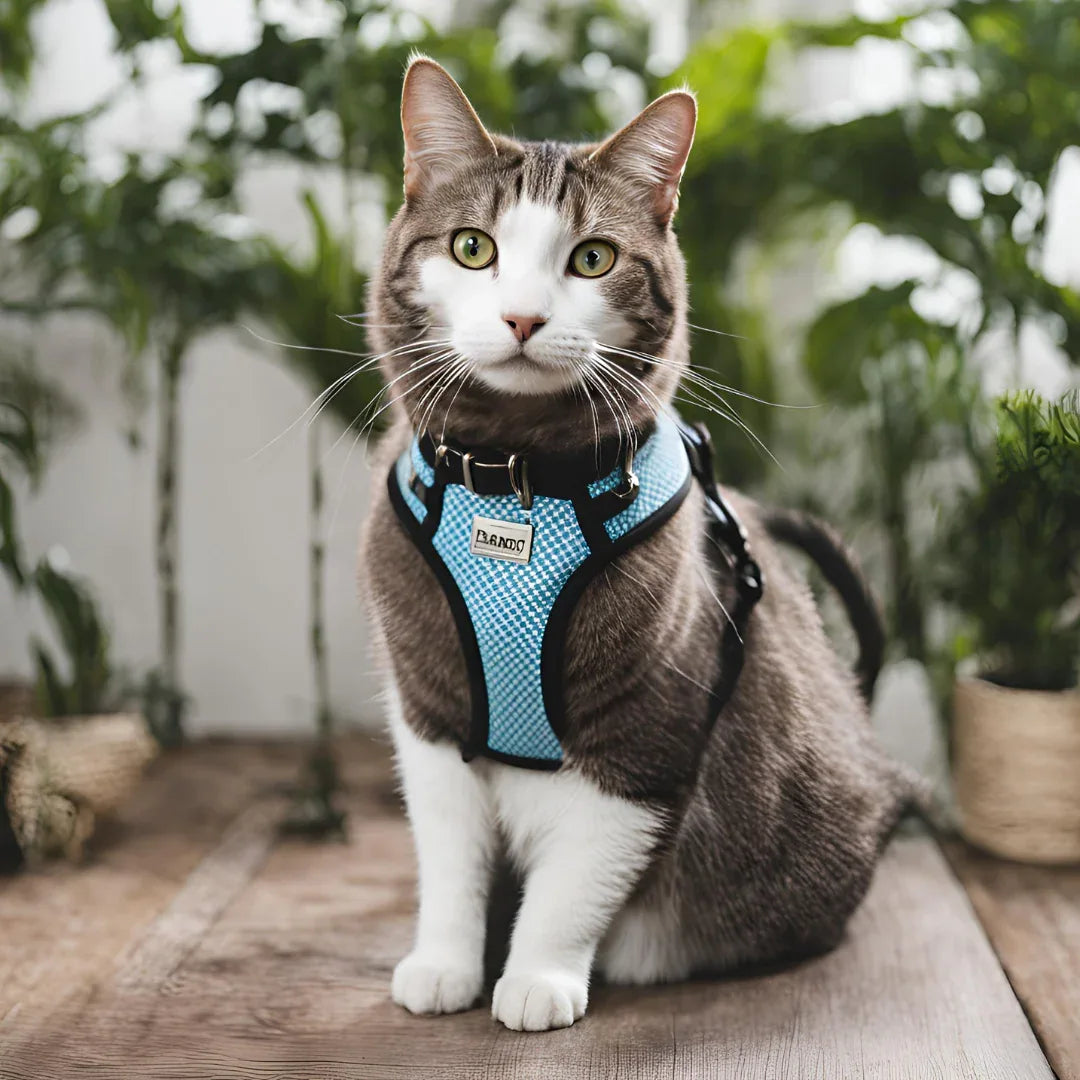 Katten Tuig en Halsbanden - Ruffy