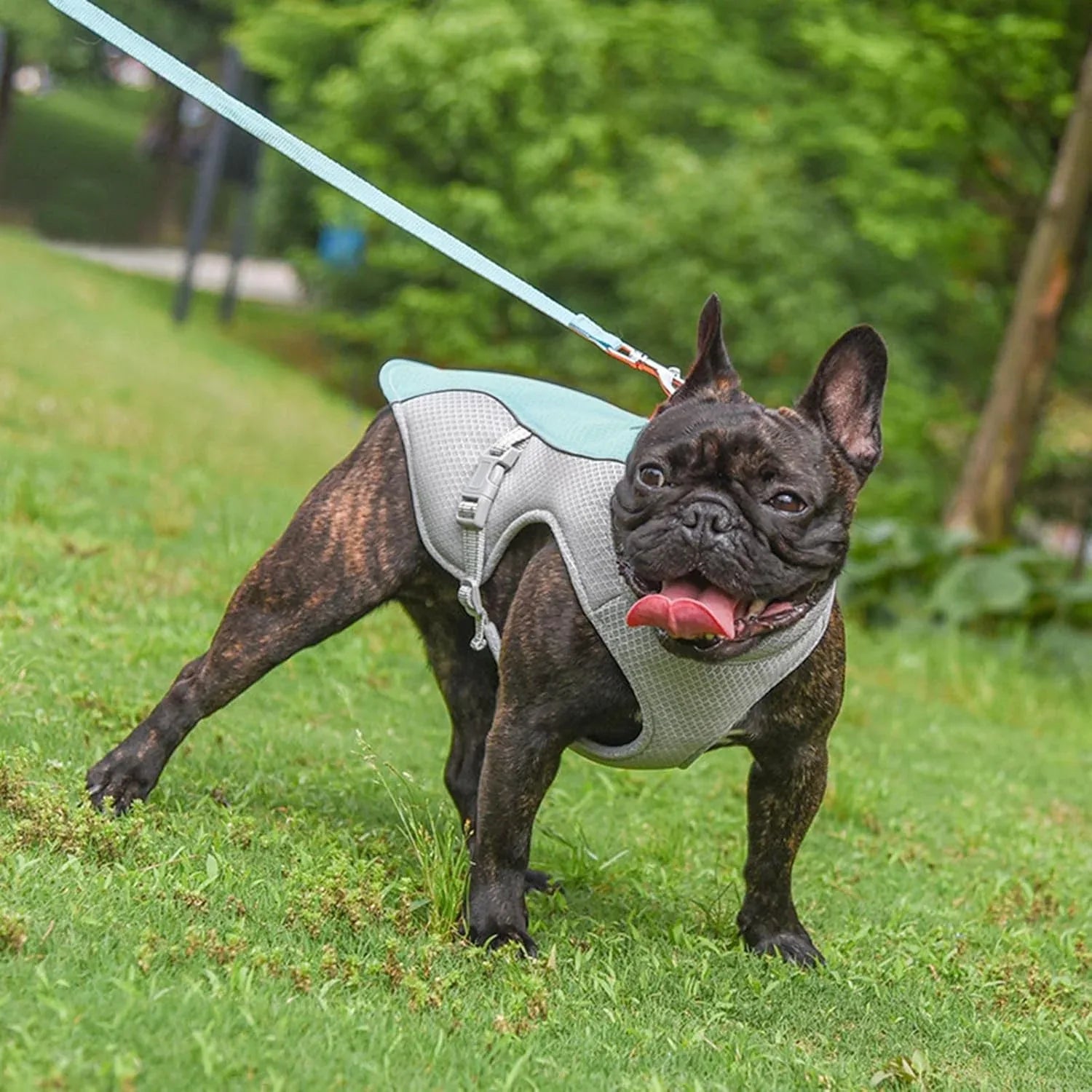 Zomervest voor Honden Ademend Reflecterend Snelsluiting Beschikbaar in XXS tot XXL - Ruffy