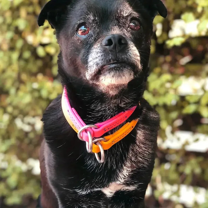 Hond Sliplijn Halsband Geurbestendig - Ruffy