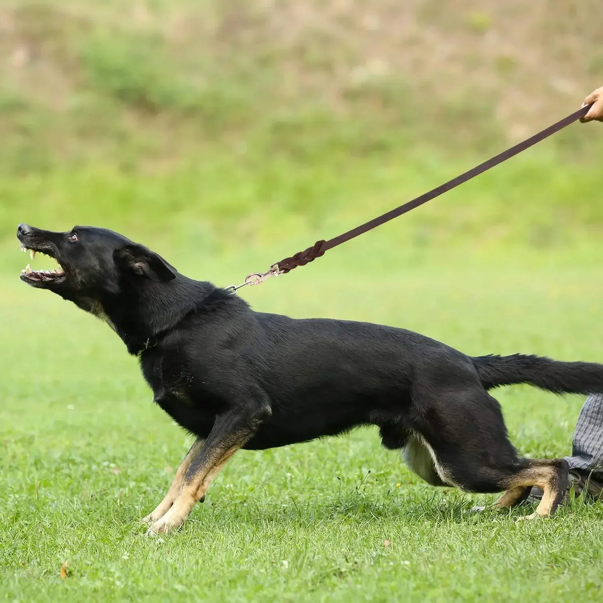 Lange Gevlochten Leren Hondenriem - Ruffy
