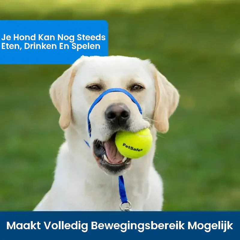 Zachte Trainingshalsband voor Honden Verstelbaar Comfortabel Duurzaam Beschikbaar in Alle Maten - Ruffy