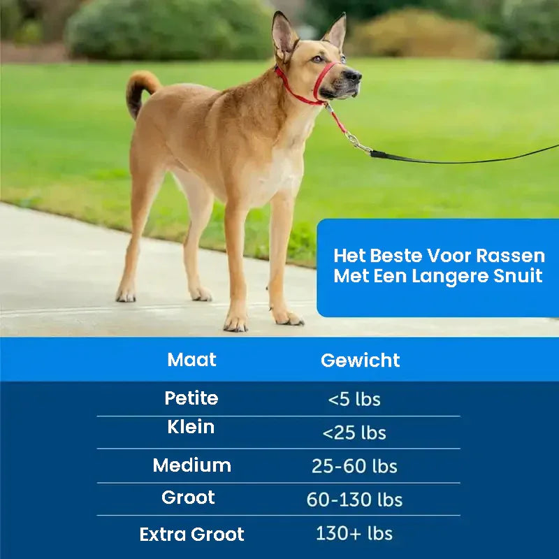 Zachte Trainingshalsband voor Honden Verstelbaar Comfortabel Duurzaam Beschikbaar in Alle Maten - Ruffy
