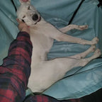 Honden waterdichte achterbank mand - Ruffy