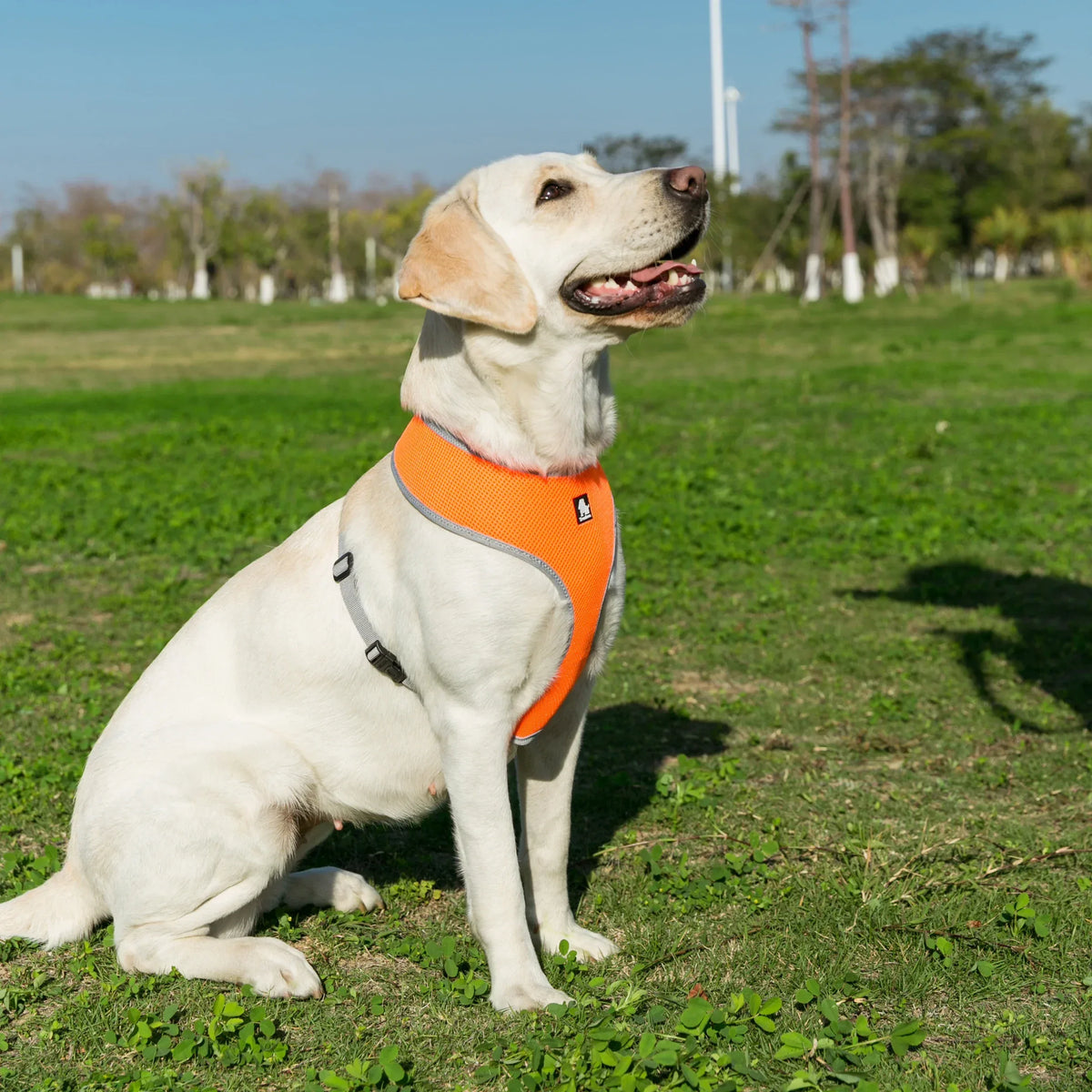 Hondentuig Ademend Zacht Mesh Voor Warme Zomers Beschermd Schoudergewricht - Ruffy
