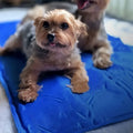 Honden Koelmat Drukgeactiveerd Niet-Giftig Duurzaam Beschikbaar in S M L XL - Ruffy