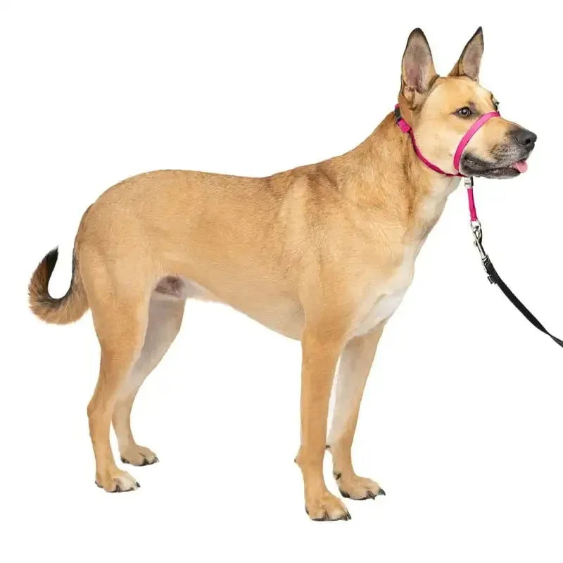 Zachte Trainingshalsband voor Honden Verstelbaar Comfortabel Duurzaam Beschikbaar in Alle Maten - Ruffy