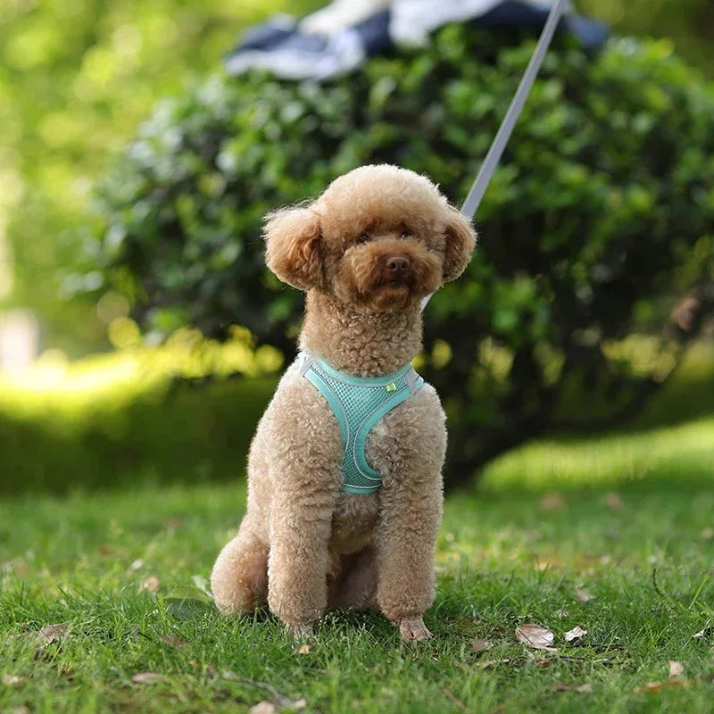 Reflecterend Harnas voor Kleine Honden Verstelbaar Ademend en Zacht Nylon Ontwerp - Ruffy