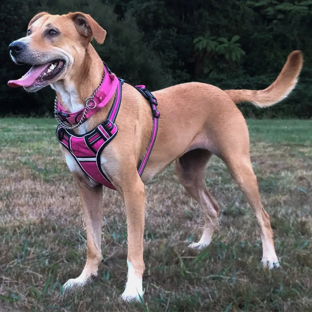Gepersonaliseerd Reflecterend Antitrek Hondentuig - Ruffy