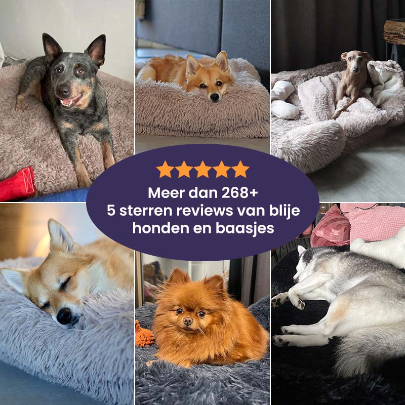 Dogs