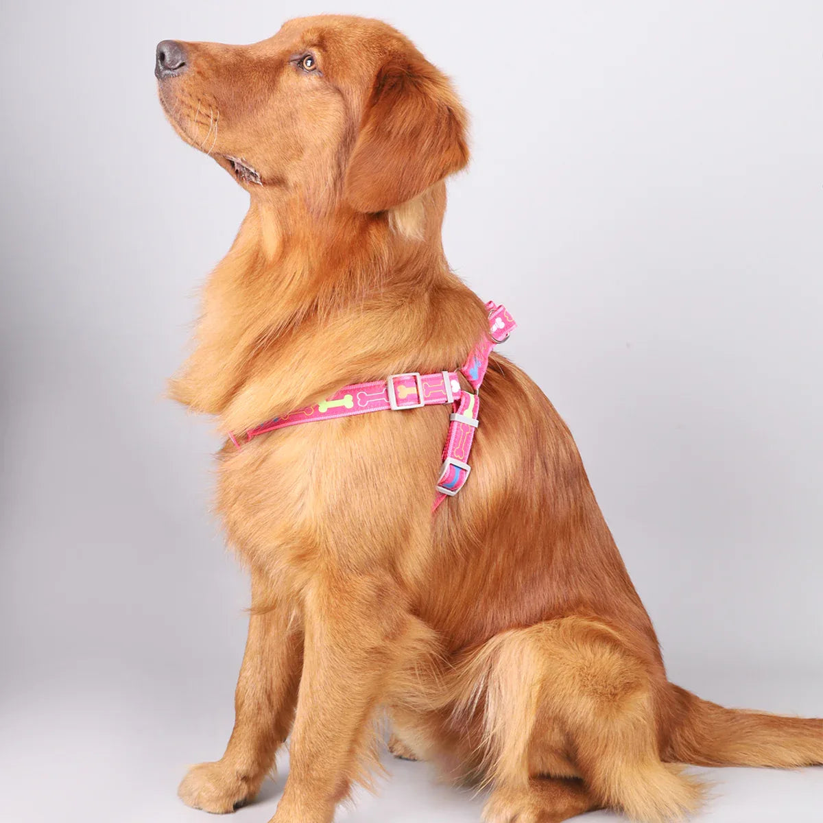Hondentuig en Riem Set Verstelbaar Comfortabel Reflecterend Duurzaam Nylon Veilig en Stijlvol - Ruffy