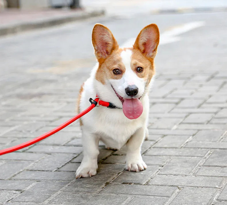 Nylon Treksluit Halsbanden Riem Voor Honden training Sliplead - Ruffy