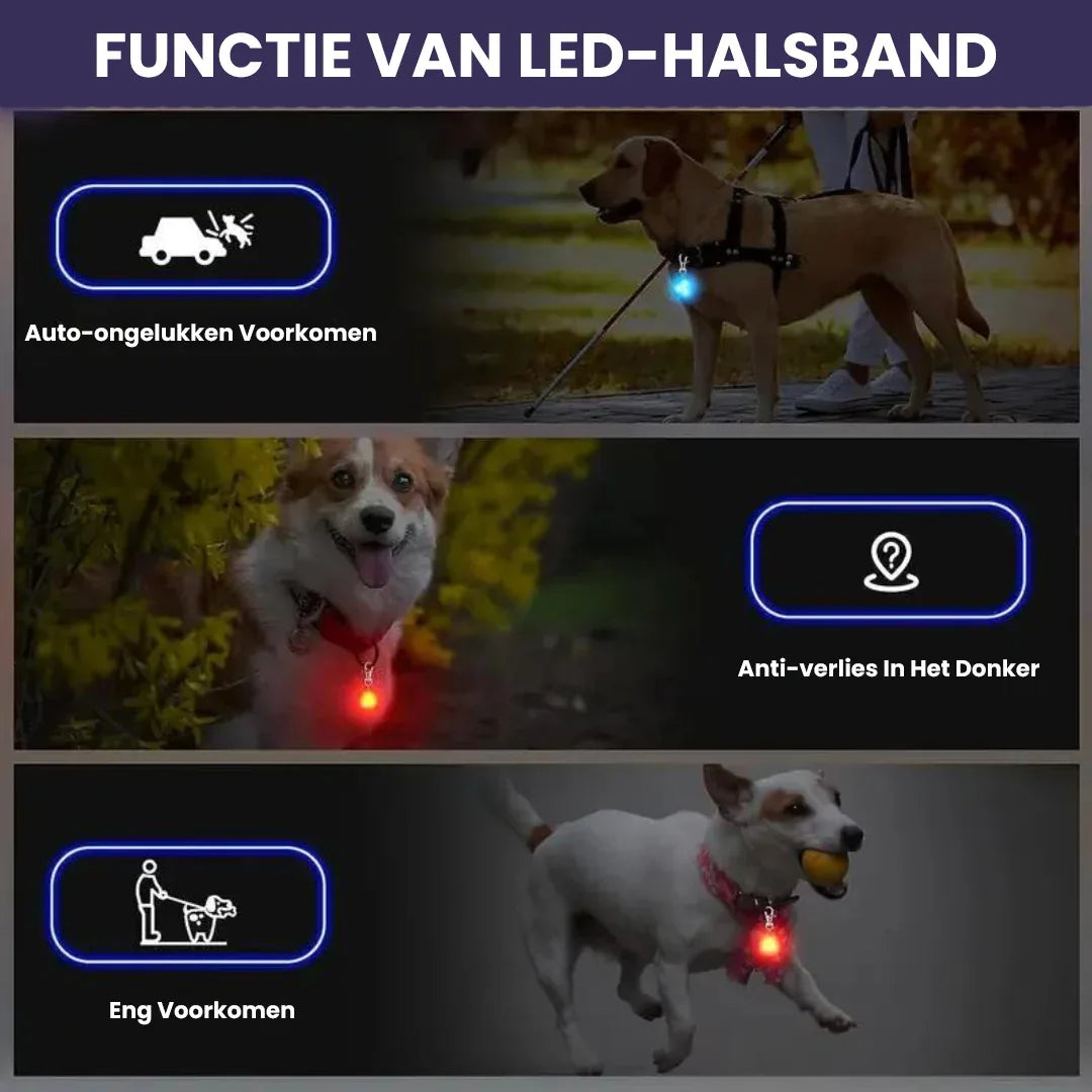 Halsband Voor Honden Met Nachtveiligheids-LED Lampje - Ruffy