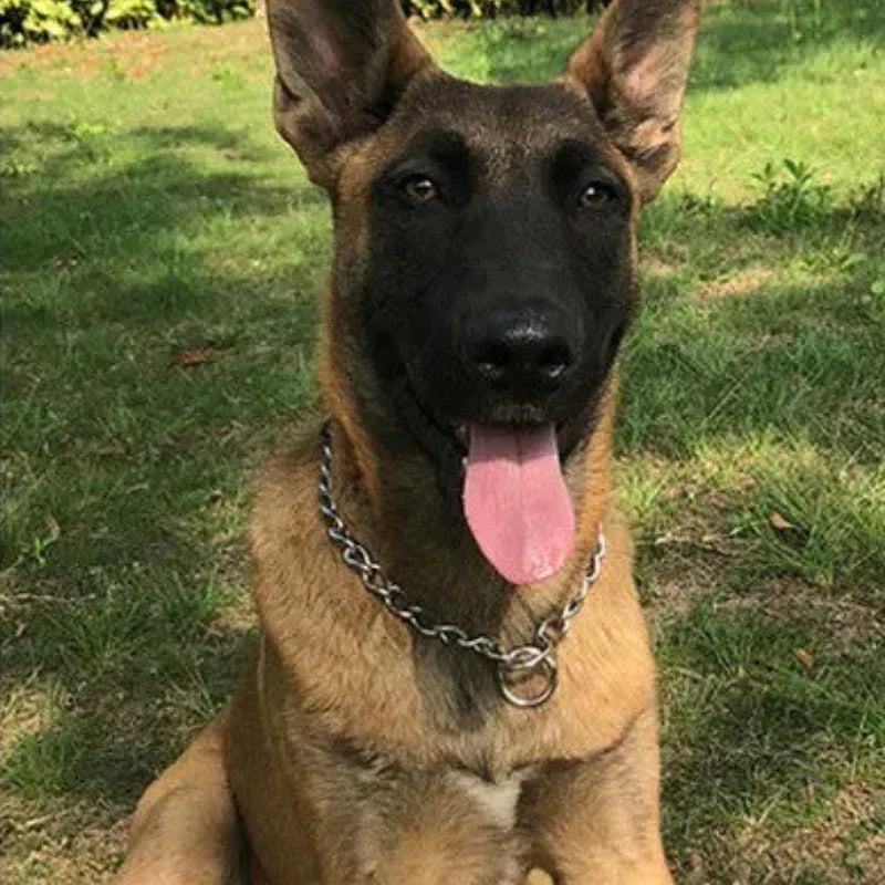 Honden Halsband Zware Uitvoering Roestvrij Staal - Ruffy