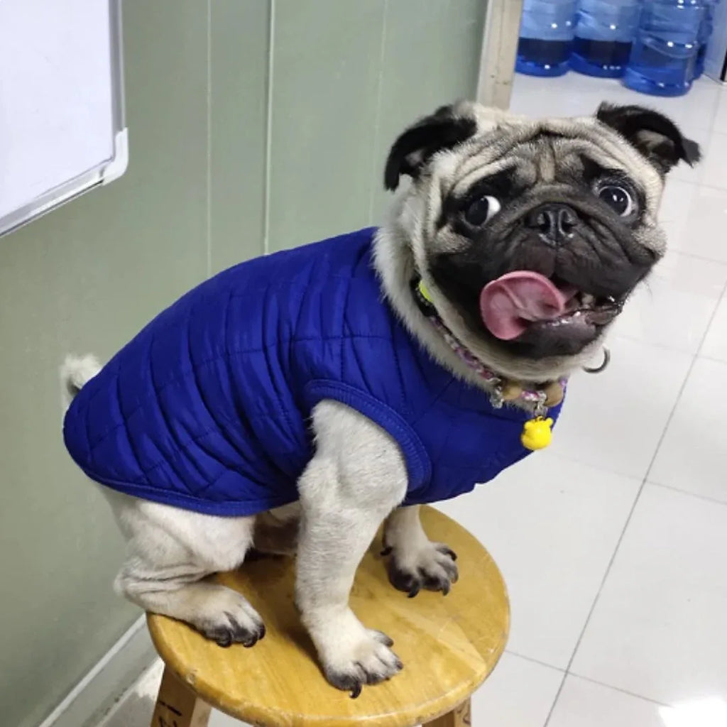 Kleine Honden Winterjas | Windichte Gevoerde Jas | Warm & Knus - Ruffy
