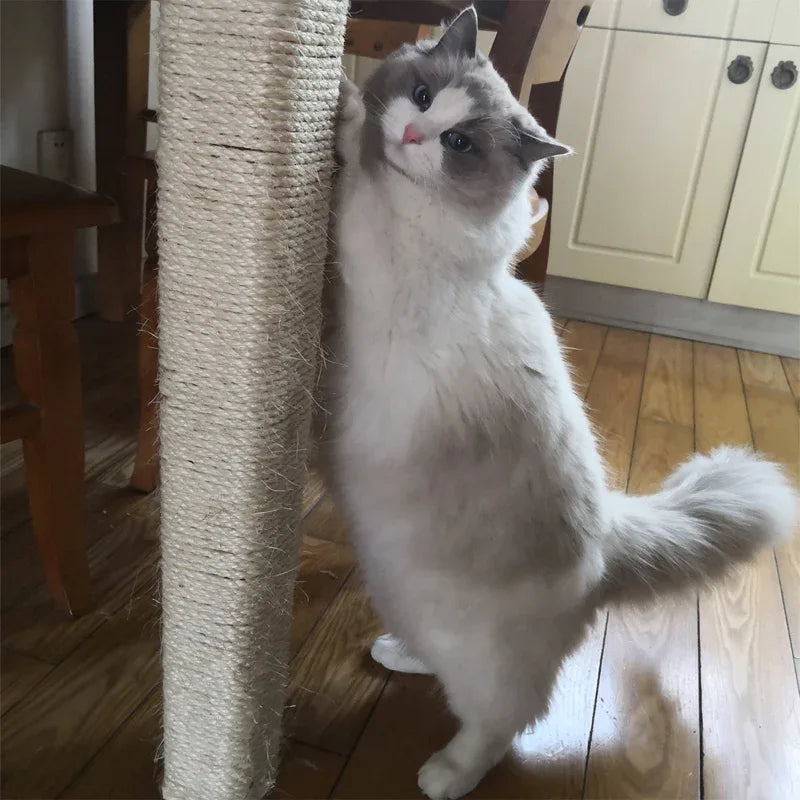 Sisaltouw voor Katten Duurzaam Milieuvriendelijk Bevordert Gezond Krabgedrag Beschikbaar in 4M tot 10M - Ruffy