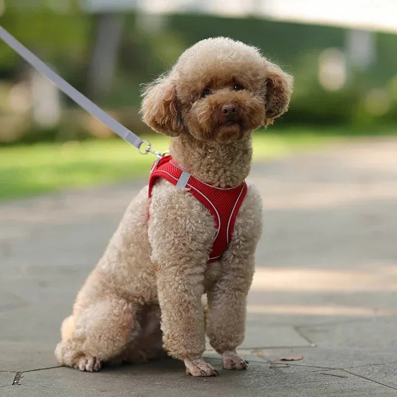 Reflecterend Harnas voor Kleine Honden Verstelbaar Ademend en Zacht Nylon Ontwerp - Ruffy