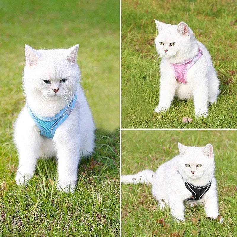Houd je Kat Veilig en Comfortabel tijdens Avonturen - Ruffy
