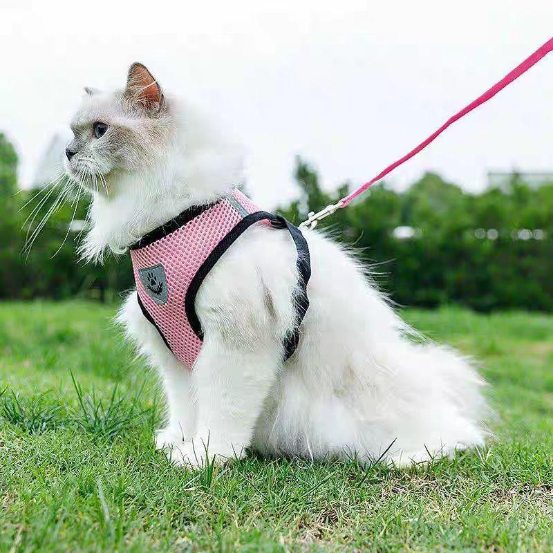 Ademend Hondentuig voor kleine honden - Ruffy
