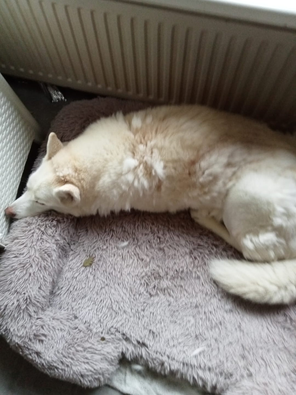 Dog